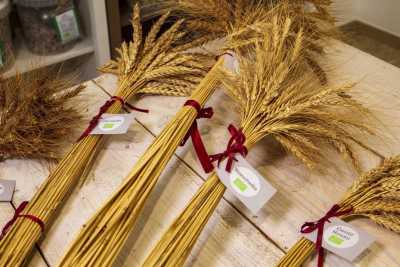 Rutigliano, due donne riscoprono dieci grani antichi dimenticati: �Farine pi� nutrienti e sane�